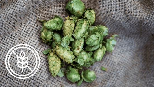Est ce qu'il y a du gluten dans le houblons ? - Free My Beer