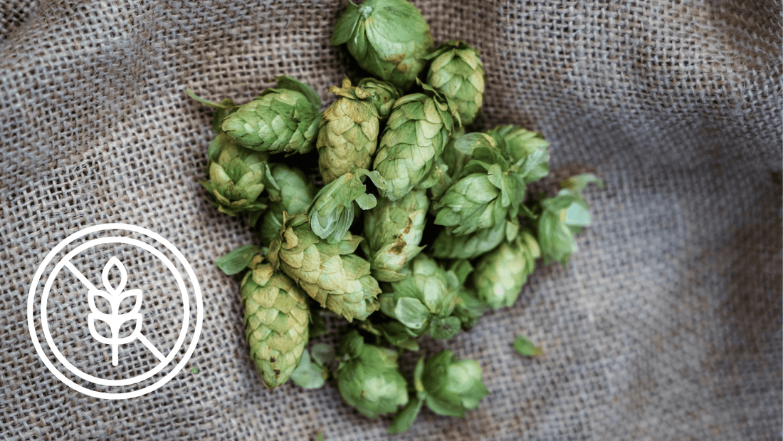Est ce qu'il y a du gluten dans le houblons ? - Free My Beer